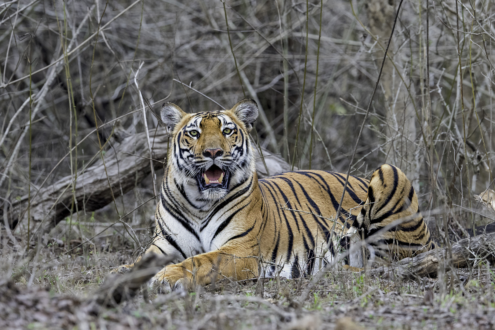 ranthambore-national-park-history-location-details-ticket-price