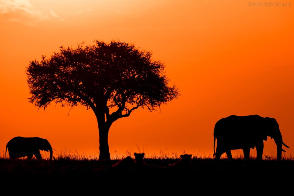 Masia Mara (Premium) - Edge of Wild Travel & Photography